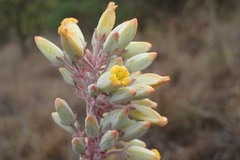 Kalanchoe thyrsiflora
