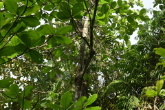 Terminalia catappa