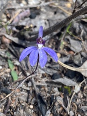 Cyanicula caerulea