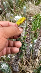 Lasiocephalus ovatus