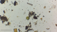 Phacus orbicularis
