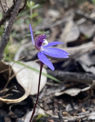 Cyanicula caerulea