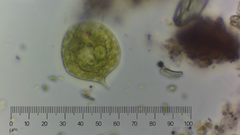 Phacus orbicularis