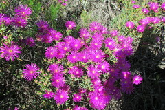 Lampranthus stipulaceus