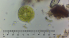 Phacus orbicularis