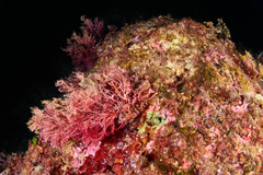 Sphaerococcus coronopifolius