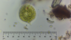 Phacus orbicularis