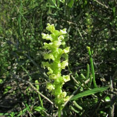 Pterygodium volucris