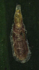 Lepidosaphes pallida