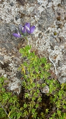 Lupinus microphyllus