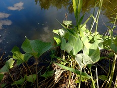 Petasites spurius