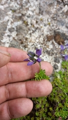 Lupinus microphyllus