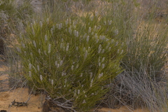 Petrophile