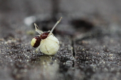 Neottiura bimaculata