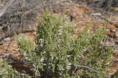 Prostanthera serpyllifolia microphylla