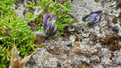 Lupinus microphyllus