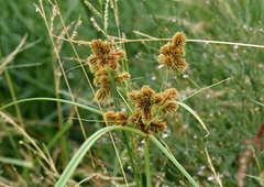 Cyperus glomeratus