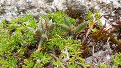 Lupinus microphyllus