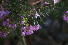 Boronia pinnata