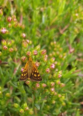 Metisella metis metis