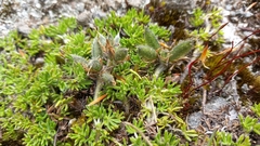 Lupinus microphyllus
