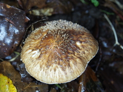 Lepiota calcicola