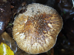 Lepiota calcicola