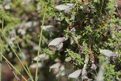 Prostanthera serpyllifolia microphylla