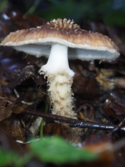 Lepiota calcicola