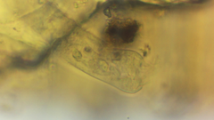 Sessilida