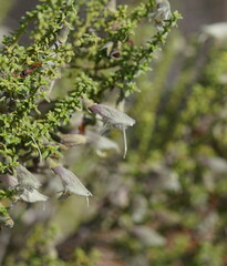 Prostanthera serpyllifolia microphylla