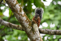 Sciurus variegatoides