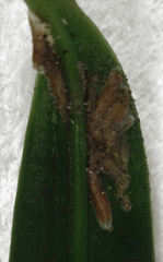 Lepidosaphes pallida