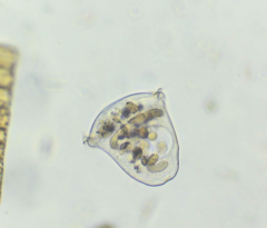 Sessilida