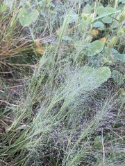 Panicum capillare