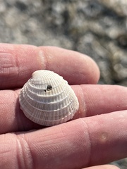 Chione elevata