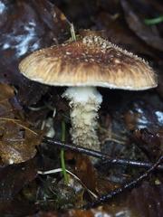 Lepiota calcicola