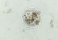 Sessilida