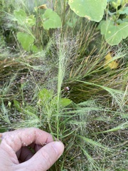 Panicum capillare