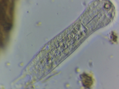 Lepidodermella minor