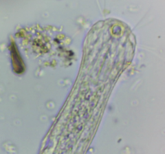 Lepidodermella minor