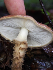 Lepiota calcicola