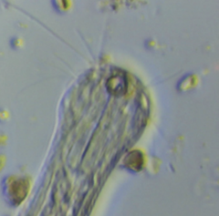 Lepidodermella minor