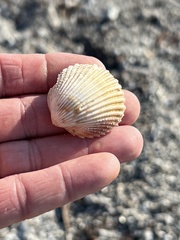 Dallocardia muricata