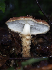 Lepiota calcicola