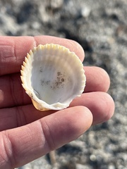 Dallocardia muricata