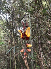 Thunbergia mysorensis