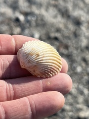 Dallocardia muricata