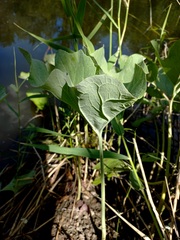 Petasites spurius