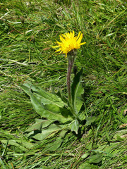 Hypochaeris uniflora